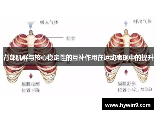 背部肌群与核心稳定性的互补作用在运动表现中的提升
